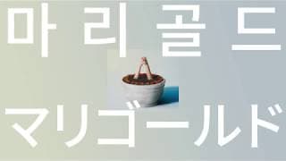 구름같은 다정함으로 안아줄게🌼: 아이묭 - 마리골드(marigold) [가사/발음/해석]